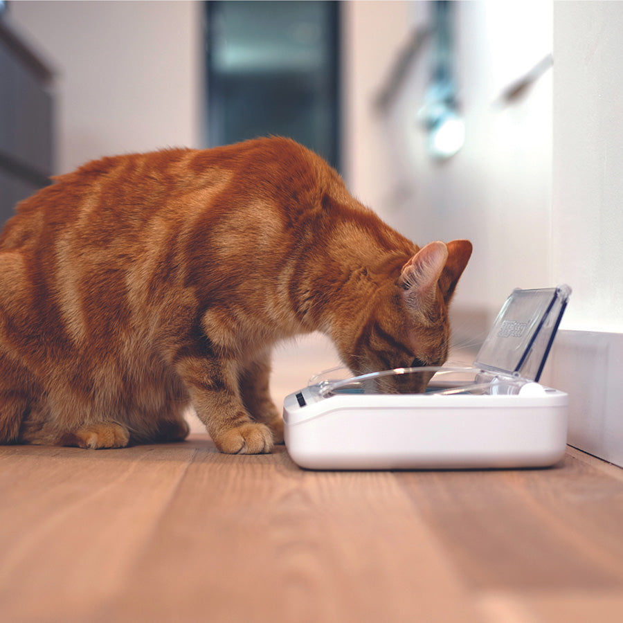 SureFeed Microchip Pet Feeder Connect – Smart Automatic Microchip Pet Feeder for Cats & Small Dogs